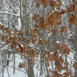Zima- Najpiękniejsza pora roku